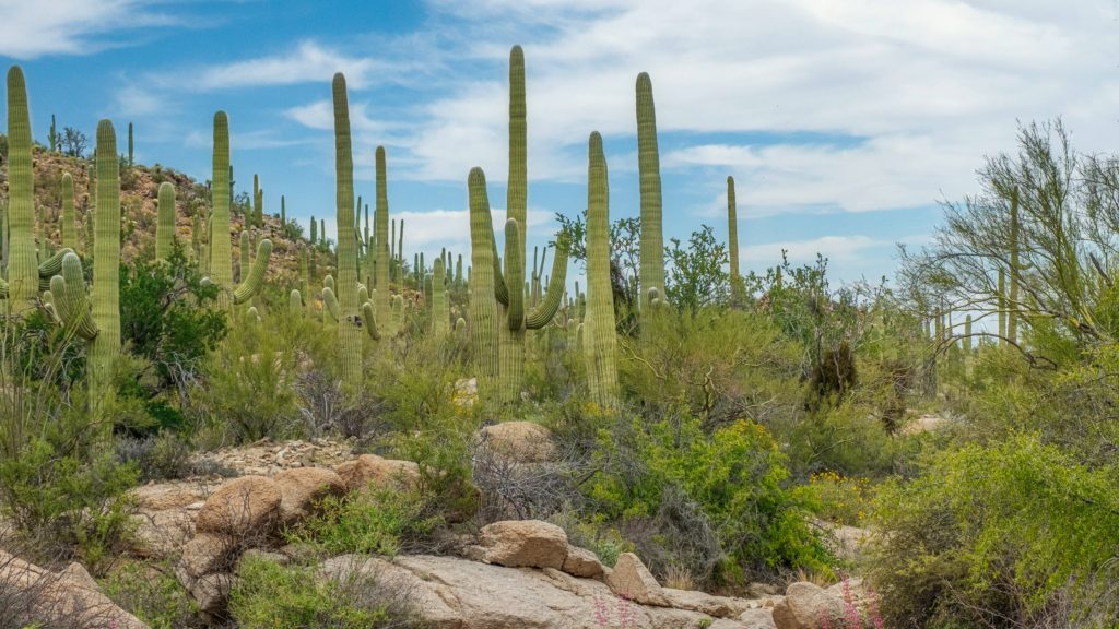 cactusforce