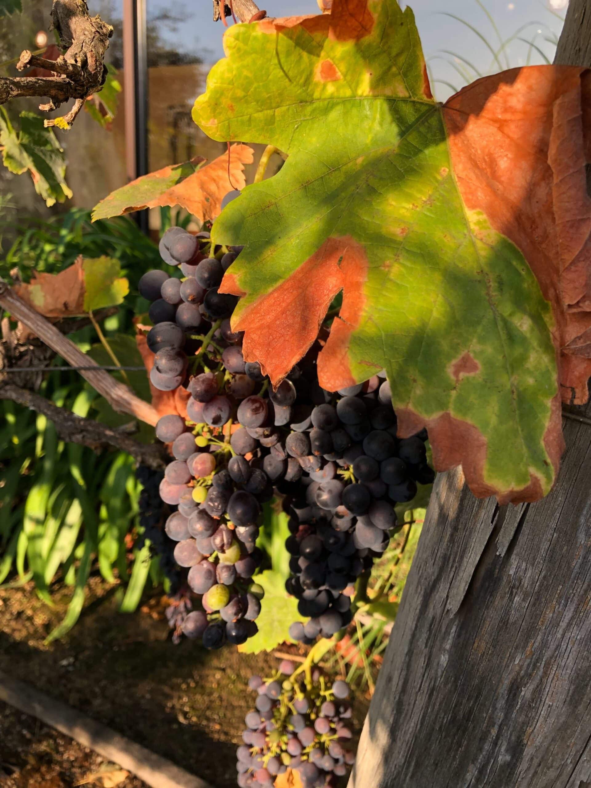 Grapes growing outside the hotel at the FormAssembly 2019 reunion in Sonoma, California.
