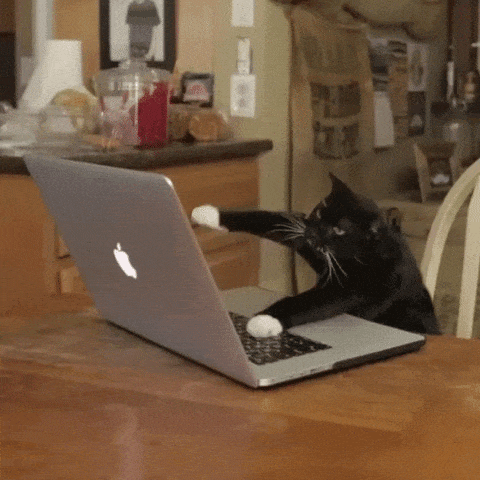 Cat typing furiously on laptop