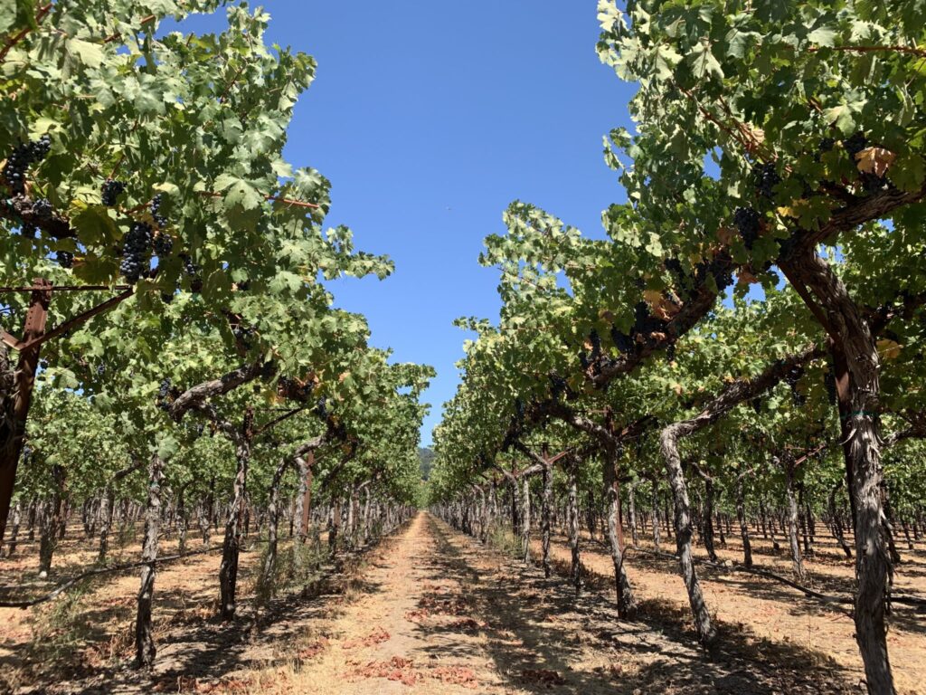 Our team got the opportunity to visit several wineries and vineyards like this one throughout our 2019 reunion in Sonoma.